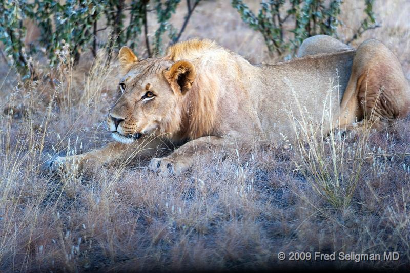 20090609_172044 D3 X1.jpg - The 3 sightings of Lions that I saw were all in the vicinity of Etosha National Park Namibia